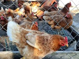 SAG recuerda a campesinos/as registrarse en el Programa de Trazabilidad Animal