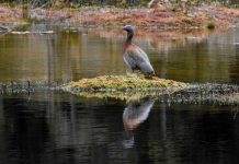 SAG suspende temporada de caza de aves silvestres