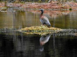 SAG suspende temporada de caza de aves silvestres
