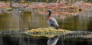 SAG suspende temporada de caza de aves silvestres