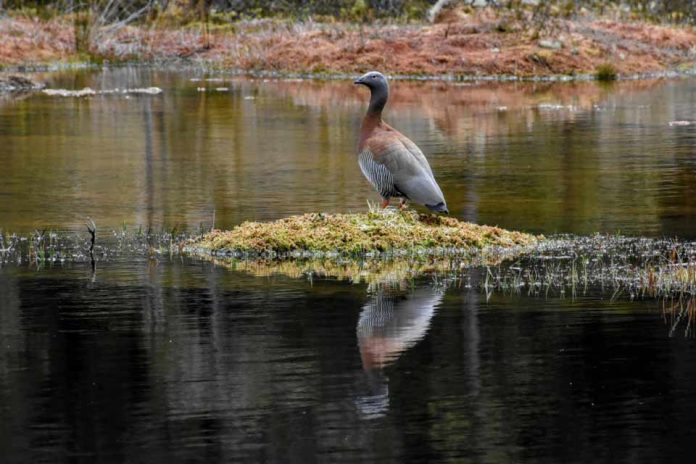 SAG suspende temporada de caza de aves silvestres