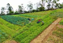 Serie documental muestra cómo las empresas de alimentos y los supermercados pueden ayudar a la naturaleza