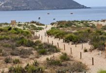 Tesista UCN estudia mecanismos de rehabilitación de duna de Playa La Herradura en Coquimbo