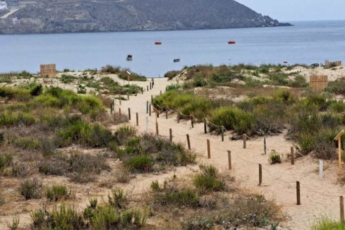 Tesista UCN estudia mecanismos de rehabilitación de duna de Playa La Herradura en Coquimbo