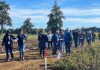 Todo un éxito resultó Día de Campo de papa en INIA Remehue