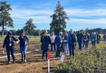 Todo un éxito resultó Día de Campo de papa en INIA Remehue