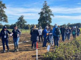 Todo un éxito resultó Día de Campo de papa en INIA Remehue