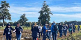 Todo un éxito resultó Día de Campo de papa en INIA Remehue