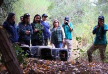 Tras exitoso proceso de rehabilitación tres pudúes retornan a su hábitat en Hualqui