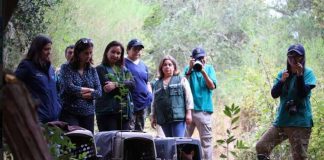 Tras exitoso proceso de rehabilitación tres pudúes retornan a su hábitat en Hualqui