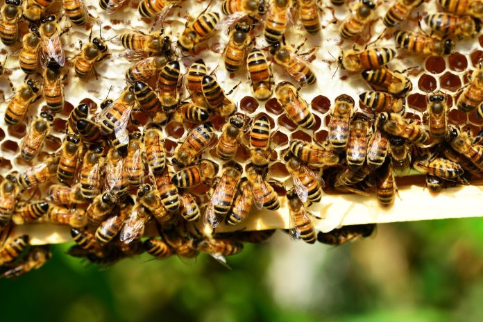 Uso de tecnología busca potenciar la polinización de cultivos frutales