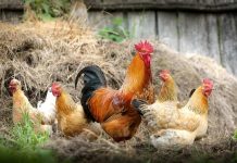 Veterinaria UdeC realizará 5° Seminario de Avicultura de Traspatio Sustentable