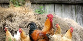 Veterinaria UdeC realizará 5° Seminario de Avicultura de Traspatio Sustentable
