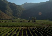 Viña Tarapacá se consolida como líder en sustentabilidad y biodiversidad en la industria vitivinícola
