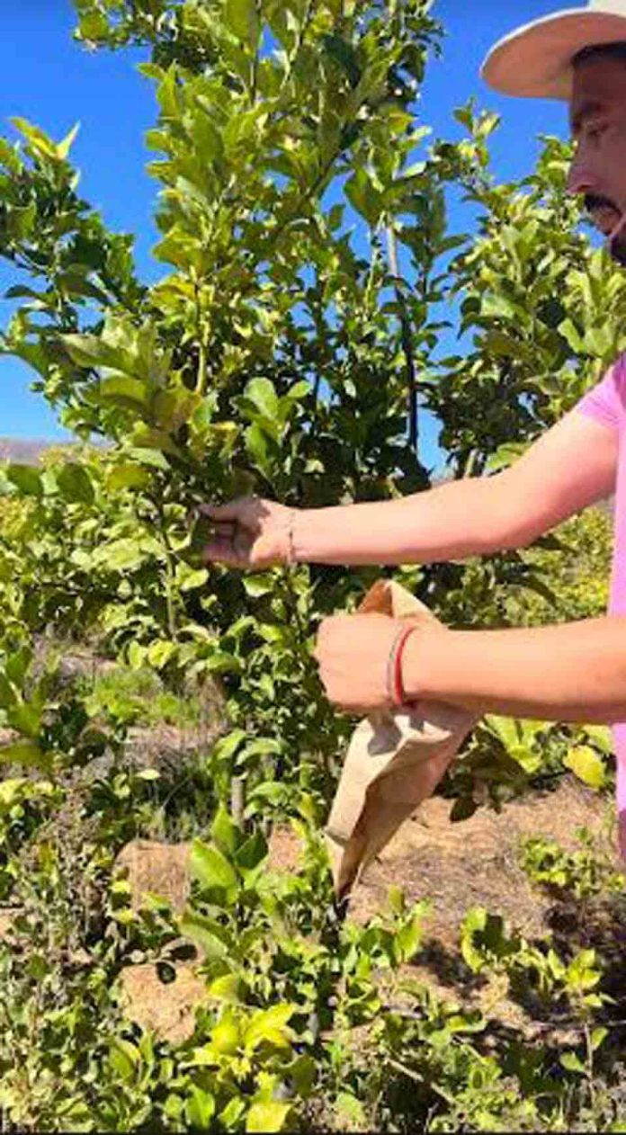limoneros Punitaqui