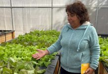 Agricultores montepatrinos aprenden técnicas para disminuir uso de agroquímicos en hortalizas hidropónicas