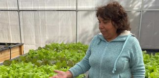 Agricultores montepatrinos aprenden técnicas para disminuir uso de agroquímicos en hortalizas hidropónicas