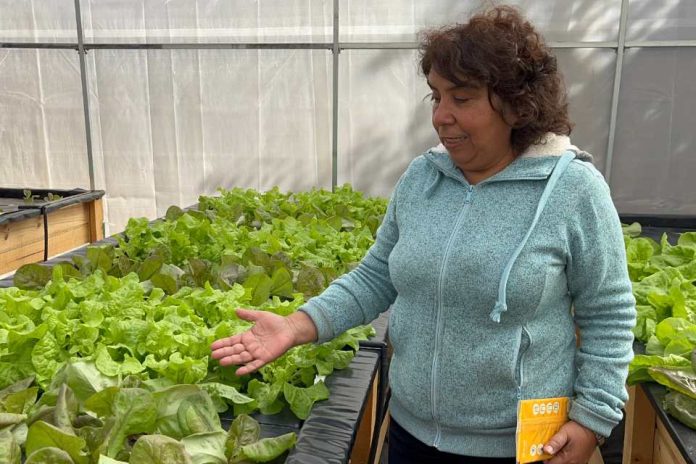 Agricultores montepatrinos aprenden técnicas para disminuir uso de agroquímicos en hortalizas hidropónicas