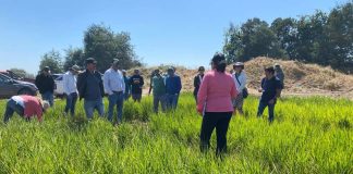 Arroz de Ñuble: el cultivo del arroz que busca ser el más sustentable del sur del mundo