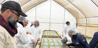 Asesores agrícolas aprenden sobre cultivos hidropónicos de hortalizas bajo invernadero