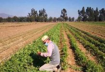 Autoridades del agro insisten en la contratación de seguros agrícolas ante eventualidades climáticas
