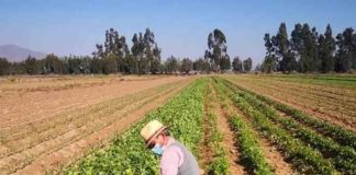 Autoridades del agro insisten en la contratación de seguros agrícolas ante eventualidades climáticas