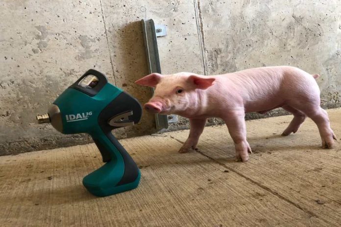 Bienestar animal Agrosuper se convierte en la primera empresa de América en vacunar sin aguja a sus lechones