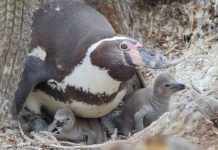 CONAF refuerza llamado a la conservación del pingüino de Humboldt ante amenaza de la Influenza Aviar