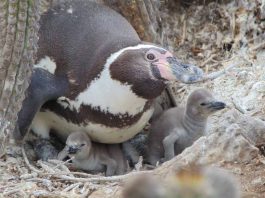 CONAF refuerza llamado a la conservación del pingüino de Humboldt ante amenaza de la Influenza Aviar