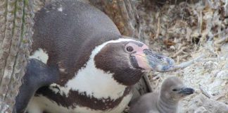 CONAF refuerza llamado a la conservación del pingüino de Humboldt ante amenaza de la Influenza Aviar