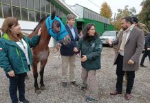 Caballos regresan a sus hogares tras completa recuperación de quemaduras por incendios forestales en Ñuble