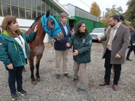 Caballos regresan a sus hogares tras completa recuperación de quemaduras por incendios forestales en Ñuble