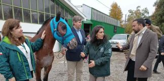 Caballos regresan a sus hogares tras completa recuperación de quemaduras por incendios forestales en Ñuble