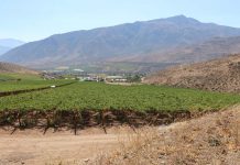 Científicos de la fruta aterrizarán en la región para responder a desafíos del cambio climático en el campo