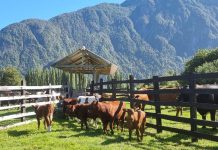 Destacan implementación de Programa Apoyo a la Trazabilidad de la Pequeña Ganadería.