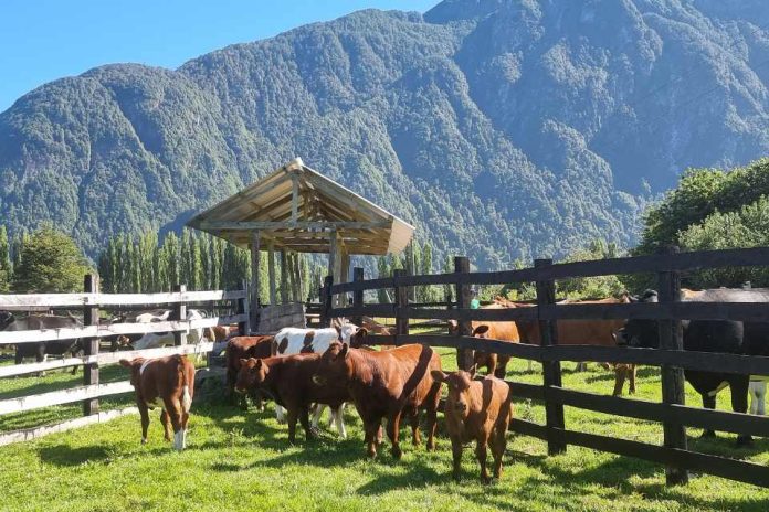 Destacan implementación de Programa Apoyo a la Trazabilidad de la Pequeña Ganadería.