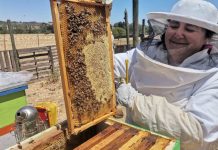 Día Mundial de las Abejas 2023: Experto de INIA Rayentué explica su importancia para la Agricultura