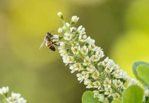 Día Mundial de las Abejas: riesgos de un ecosistema sin estos polinizadores