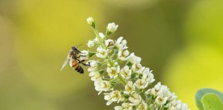 Día Mundial de las Abejas: riesgos de un ecosistema sin estos polinizadores