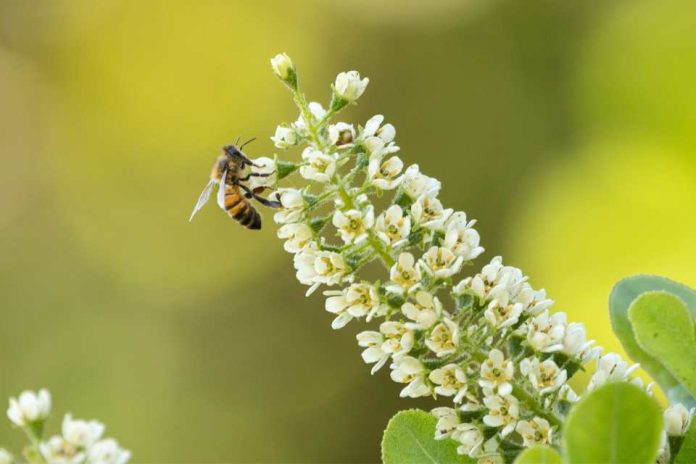 Día Mundial de las Abejas: riesgos de un ecosistema sin estos polinizadores