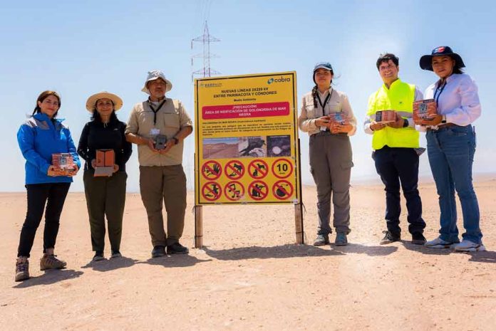 Día Mundial de las Aves Migratorias: Avances en el conocimiento para la conservación de la golondrina de mar negra  
