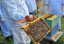 Entregan recomendaciones para manejo de colmenas en invierno