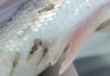 Investigación de INCAR analiza nuevo método para evaluar prototipos de vacuna para Caligus