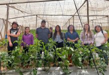 Investigadoras agrícolas buscan aportar soluciones a virus que atacan principales cultivos de la región
