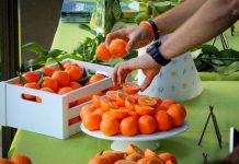Isabelina, la nueva variedad de mandarina producida sin necesidad de enmallar los predios
