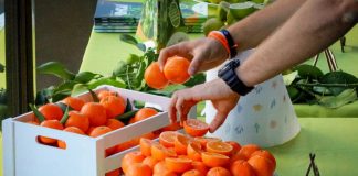 Isabelina, la nueva variedad de mandarina producida sin necesidad de enmallar los predios