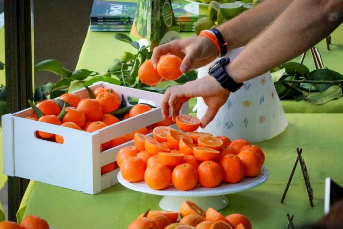 Isabelina, la nueva variedad de mandarina producida sin necesidad de enmallar los predios