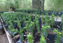 Lanzan convocatoria para recuperar bosque nativo entre Maule y Los Lagos