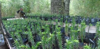 Lanzan convocatoria para recuperar bosque nativo entre Maule y Los Lagos
