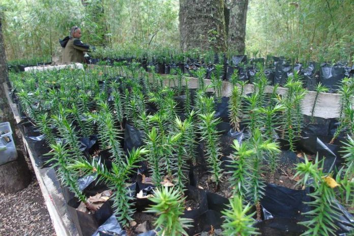 Lanzan convocatoria para recuperar bosque nativo entre Maule y Los Lagos